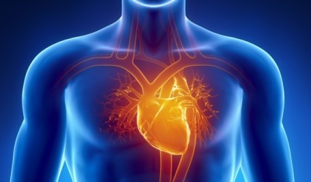 heart-body