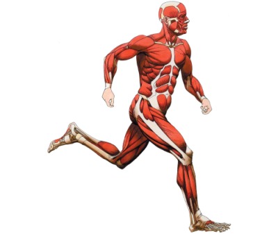 opornodvigatelen-aparat