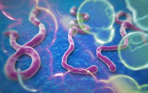 ebola
